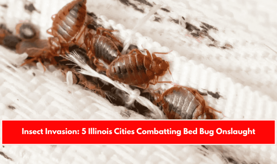 Insect Invasion 5 Illinois Cities Combatting Bed Bug Onslaught