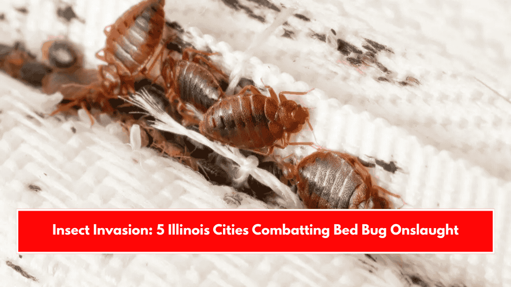 Insect Invasion: 5 Illinois Cities Combatting Bed Bug Onslaught