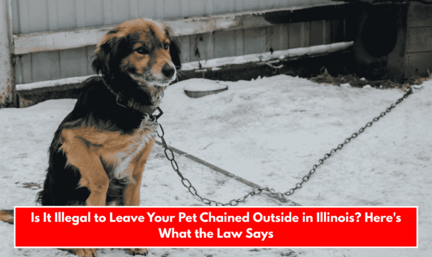 Is It Illegal to Leave Your Pet Chained Outside in Illinois? Here’s What the Law Says