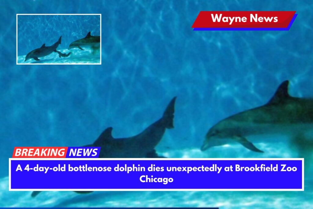 A 4-day-old bottlenose dolphin dies unexpectedly at Brookfield Zoo Chicago
