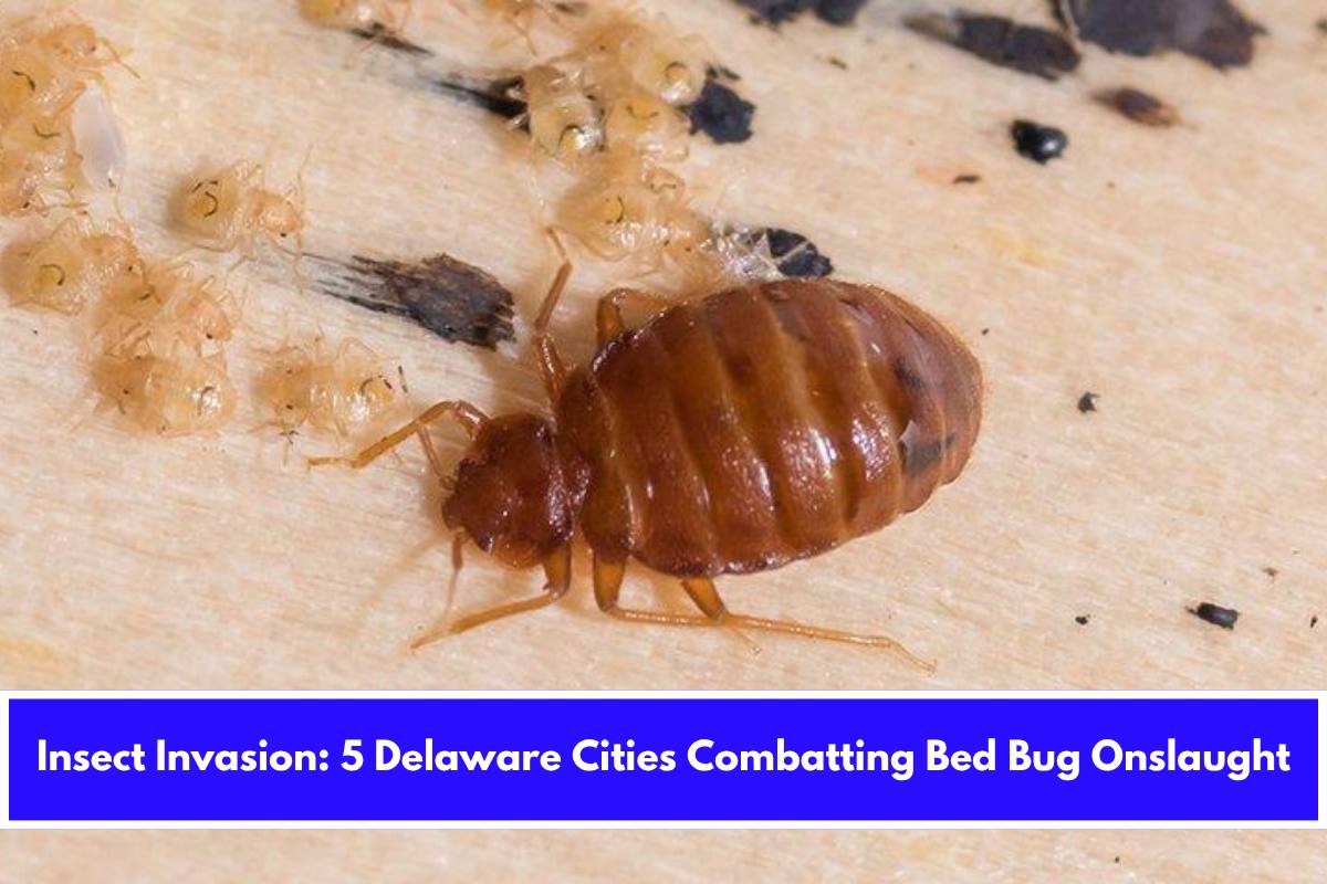 Insect Invasion 5 Delaware Cities Combatting Bed Bug Onslaught