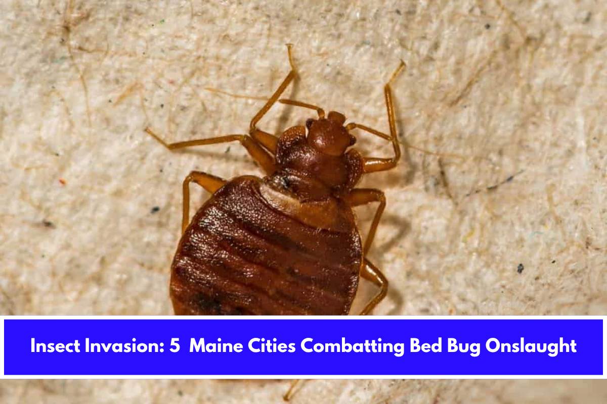Insect Invasion 5 Maine Cities Combatting Bed Bug Onslaught