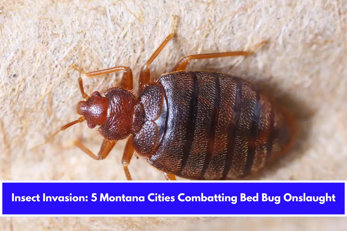 Insect Invasion 5 Montana Cities Combatting Bed Bug Onslaught