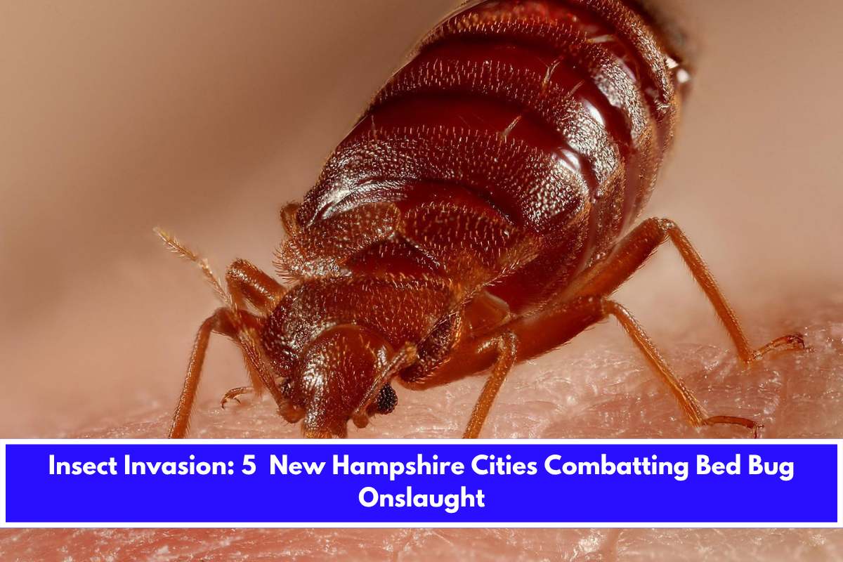 Insect Invasion 5 New Hampshire Cities Combatting Bed Bug Onslaught