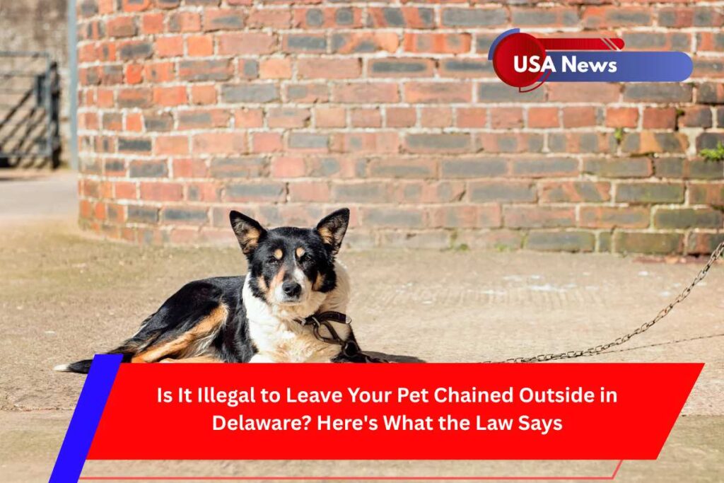 Is It Illegal to Leave Your Pet Chained Outside in Delaware Here's What the Law Says