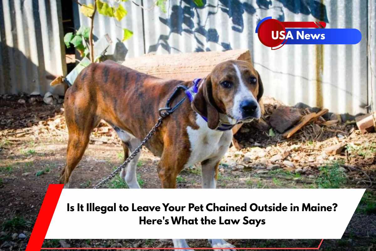 Is It Illegal to Leave Your Pet Chained Outside in Maine Here's What the Law Says