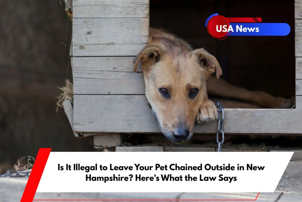 Is It Illegal to Leave Your Pet Chained Outside in New Hampshire Here's What the Law Says