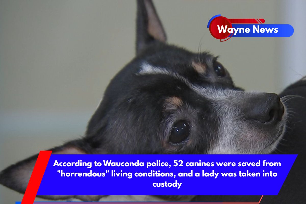 According to Wauconda police, 52 canines were saved from horrendous living conditions, and a lady was taken into custody