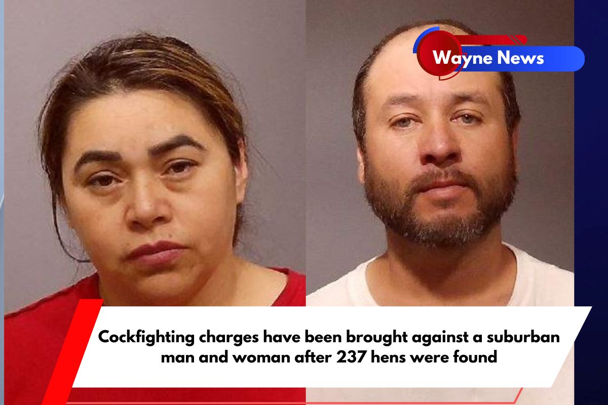 Cockfighting charges have been brought against a suburban man and woman after 237 hens were found