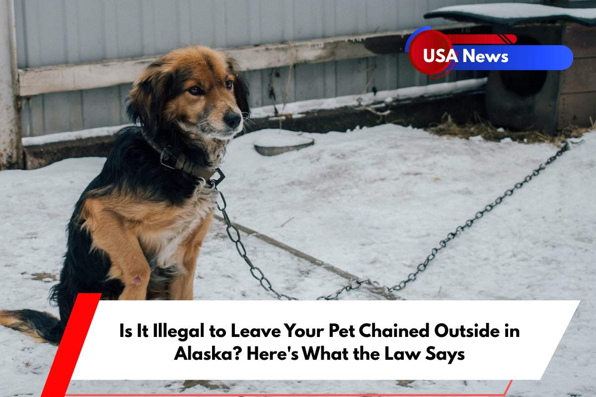 Is It Illegal to Leave Your Pet Chained Outside in Alaska Here's What the Law Says