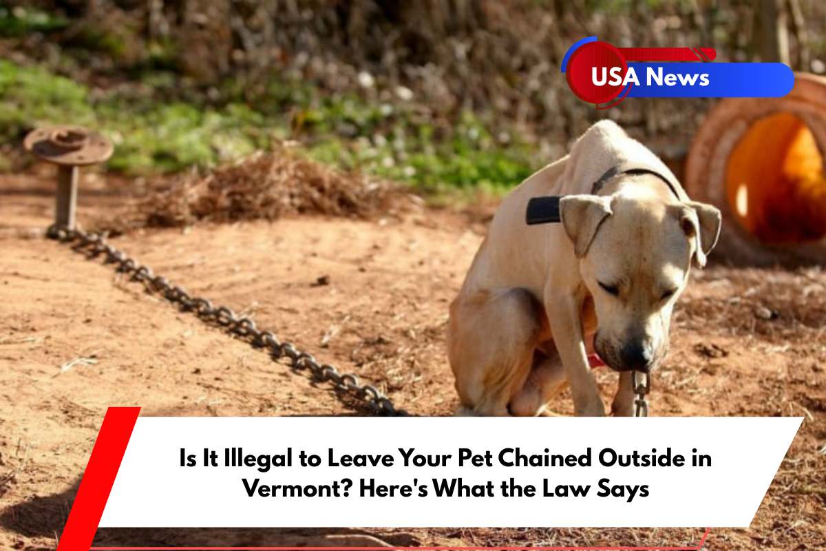 Is It Illegal to Leave Your Pet Chained Outside in Vermont Here's What the Law Says