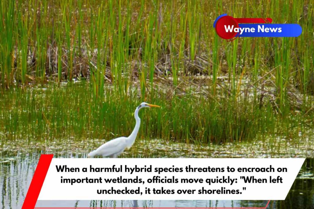 When a harmful hybrid species threatens to encroach on important wetlands, officials move quickly When left unchecked, it takes over shorelines.