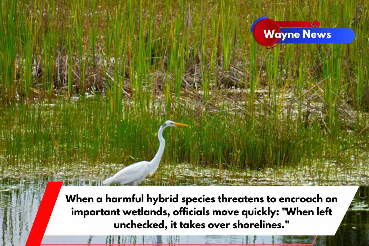 When a harmful hybrid species threatens to encroach on important wetlands, officials move quickly When left unchecked, it takes over shorelines.